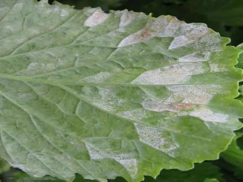 19种常用保护性杀菌剂全介绍,你用过几种