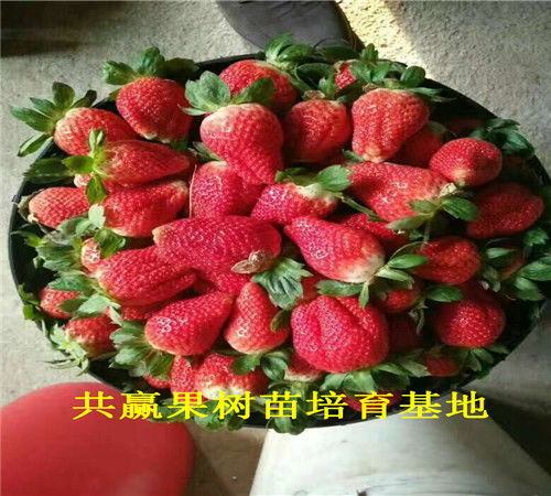 【阿拉善盟草莓苗基地近期-章姬草莓苗主产区在哪里】- 黄页88网
