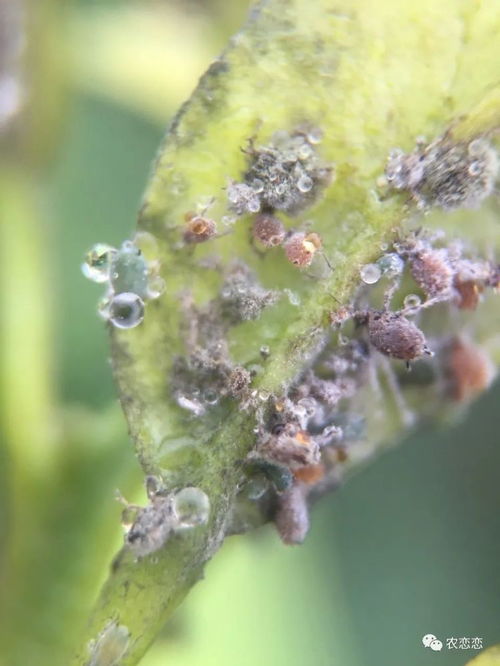 不打农药少花钱,分享无抗性杀红蜘蛛的5大原理及3类助剂