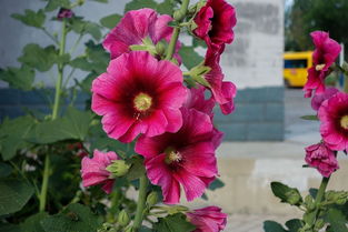 小时光蜀葵花 四