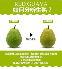 红心芭乐 番石榴一件代发,坏果包赔 价格8.8元 箱 1箱起批 惠农网