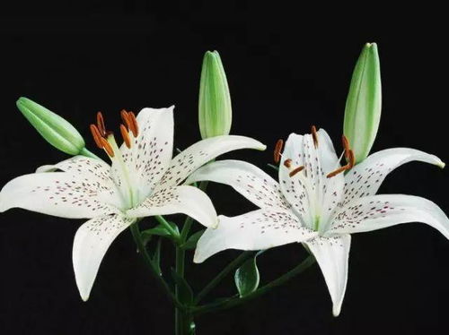 百合花,高雅 纯洁 顺利