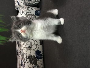 求4只猫的品种与价格,最好详细点.,.分别能值多少钱.. 