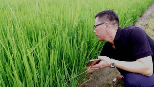 富阳这几个乡镇街道的水稻得了同一种病,急坏种粮户