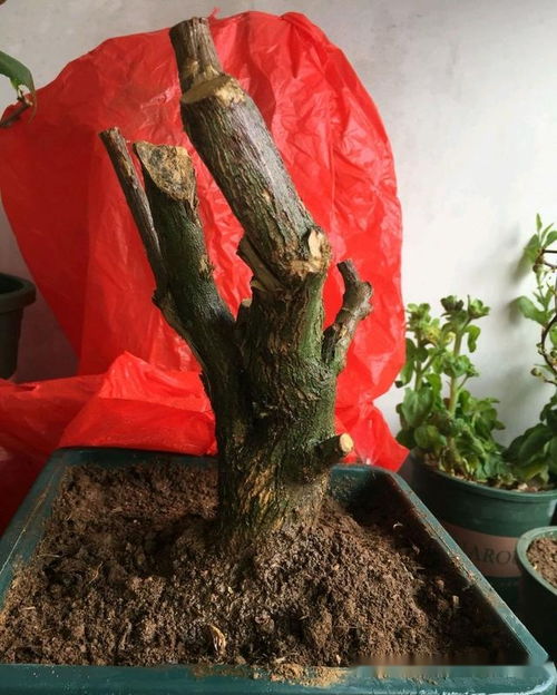 直播买的无根三角梅老桩头一个月还不发芽 栽种方式不对难发芽