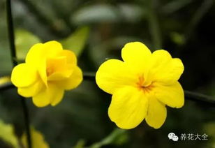 教你辨别植物界傻傻分不清的双胞胎