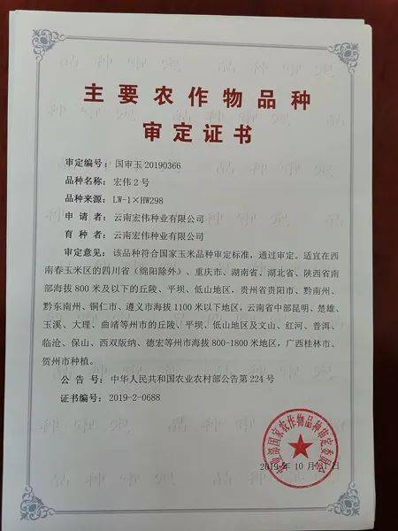 板扎 宾川培育的玉米新品种通过 国字号 省字号 审定