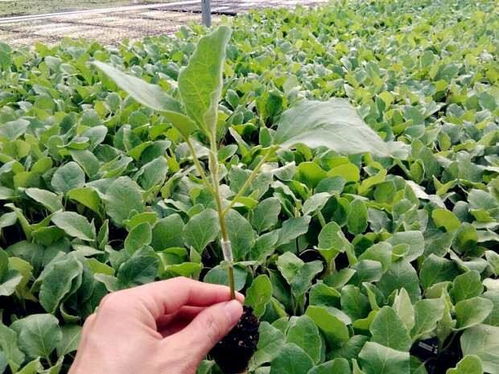谷雨前后是种植茄子 辣椒 西红柿的好时候,移栽小苗要注意啥呢