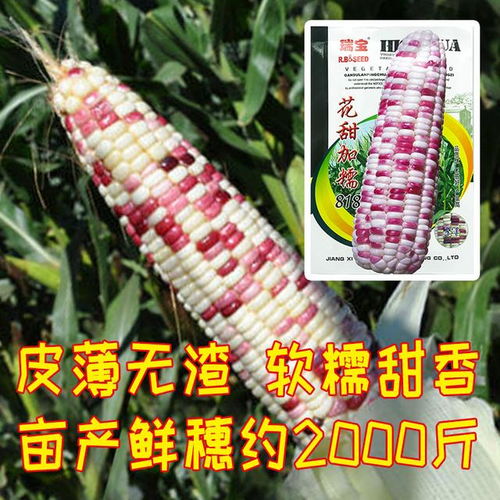 甜糯玉米种子什么品种好