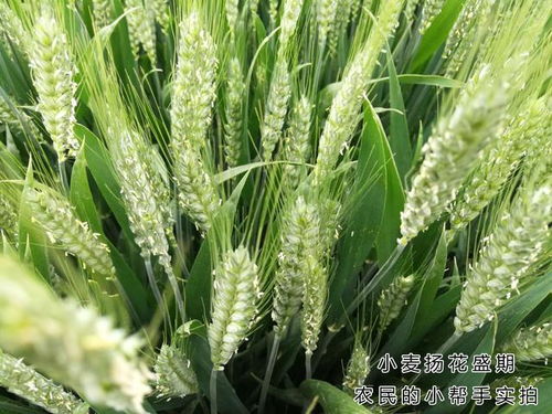 小麦扬花期下雨会不会影响产量 为何有人说减产,有人说增产