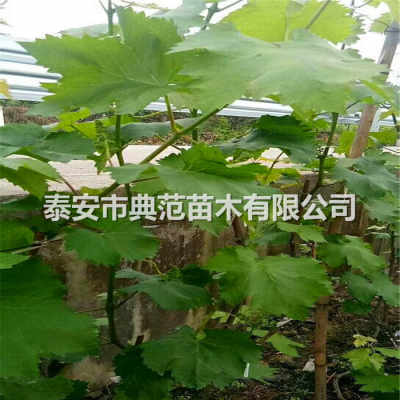 阳光玫瑰葡萄苗亩产多少斤 阳光玫瑰葡萄苗多少钱