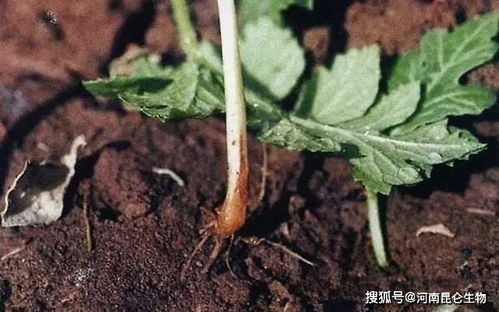 茼蒿根腐病怎么办 烂根用什么药 黄叶死苗有什么特效药