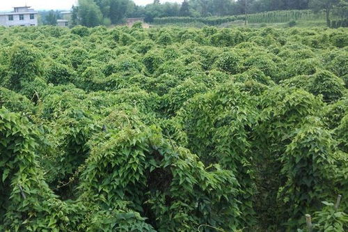 山药种植技术与栽培管理,附田间注意事项