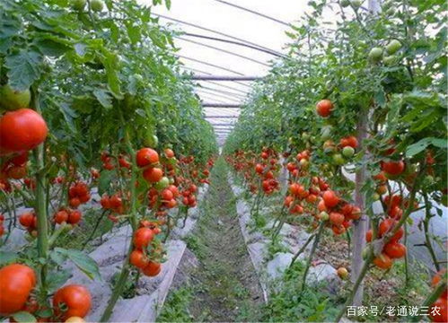 大棚种植西红柿,为何坐不住果 先了解其原因做好防治