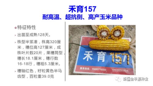 2023审定耐高温 超抗倒 高产玉米品种禾育157