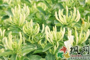 金银花的功效与作用春季养生喝金银花蜂蜜泡水降火