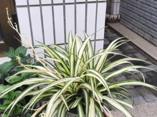 3种花喜欢 啤酒水 ,每个月 灌一次 ,长得茂密,枝叶多