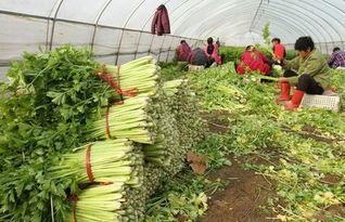 为什么种出的芹菜叶片看起来很老,但叶柄基部还是嫩的