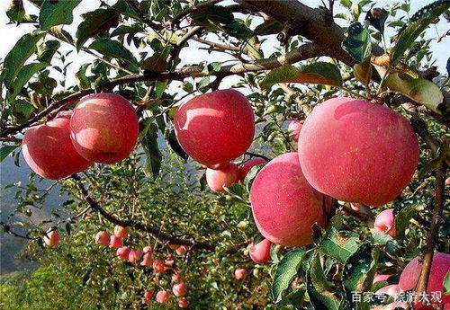 平安夜送苹果 这5种苹果 逼格 最高