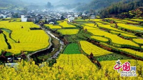油菜花什么时候开花