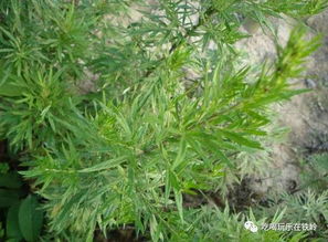 图解53种野菜,别错过,快收藏