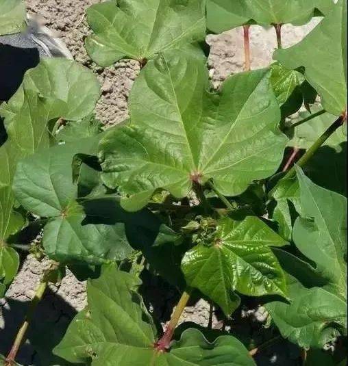 棉花化控的问题,以及控旺方法问题,你怎么看