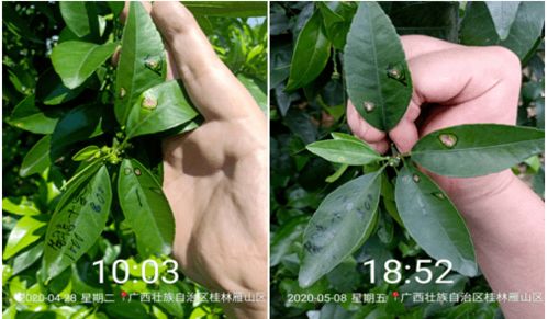 同样是春雷霉素与喹啉铜复配,这款产品凭什么能够跻身细菌药大品行列