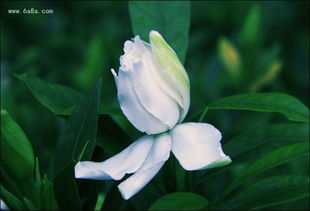 栀子花花期是什么时候 栀子花开花时间多长