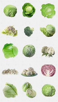 PNG菜大 PNG格式菜大素材图片 PNG菜大设计模板 我图网