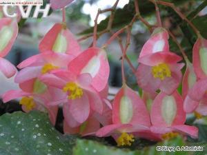 斑叶竹节秋海棠