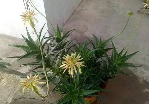 喜欢盆栽这3款植物就赚大了,既能观赏又能治病,堪称天然药箱
