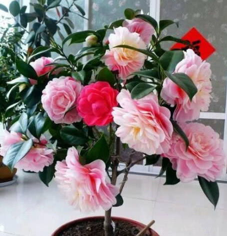 春天已到,这几款花卉养在家里,全年花开不停,开爆阳台变花园 石竹