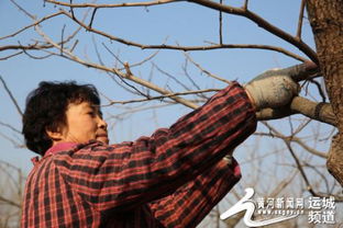 柿子树如何修剪