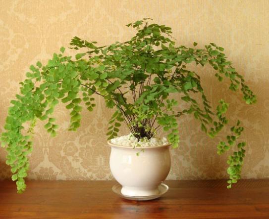 什么果树喜阴