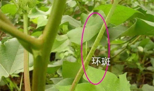 作物要高产硼肥不可少,硼对作物有哪些作用,具体如何使用