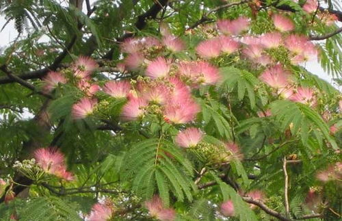 合欢花什么时候开 