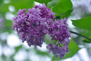 丁香花的特点