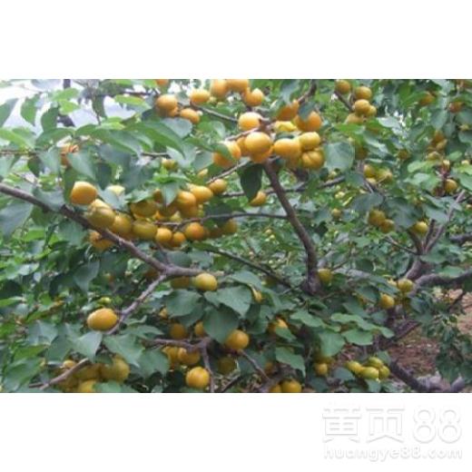 杏树苗目前最好的品种