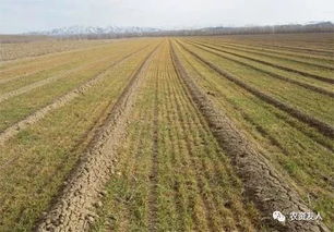 山东省农业农村厅关于印发2023年全省小麦冬前田间管理技术意见的通知