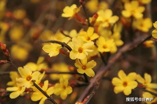 迎春花几瓣