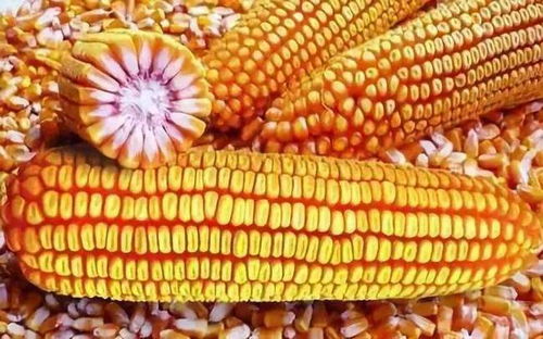 玉米亩产达3326.5 斤,不是夸大 玉米亩产量最高是多少