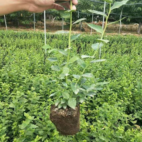 【营养杯薄雾蓝莓苗大棚管理技术,组培薄雾蓝莓苗】- 黄页88网