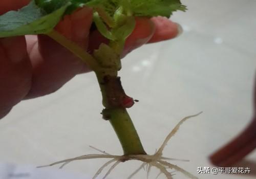 小寒过后,家里养 3种花 ,折个枝插盆里,生根快,来年长势凶