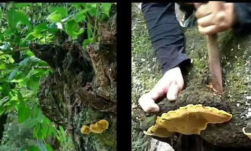 没听说过桑黄的你out了,快来听专家科普这种神奇的 森林黄金