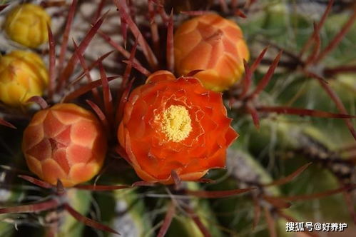 仙人球5年不开花 养一棵 绯花玉 ,1年开3次