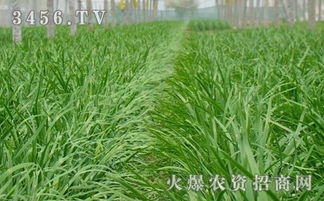 温室韭菜的早春管理技术要点