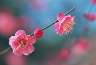 家里养殖梅花需要注意的问题,学会小技巧,梅花开出新高度