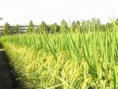 水稻种子南粳5055栽培要点 产量怎么样 优缺点 价格 抗性 土流网