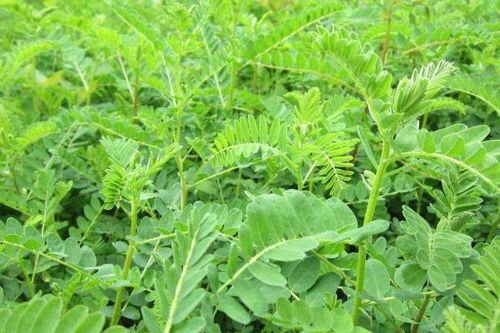 黄芪种植技术及亩收益,要什么气候条件,几年可以收获