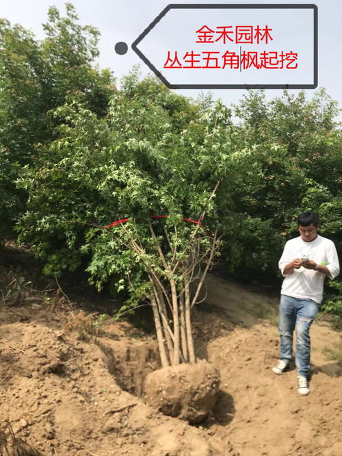 周口专业楼顶绿化电话